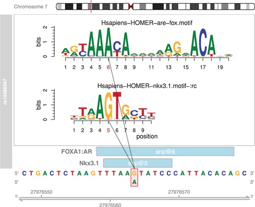 Example of motifbreakR output from plotMB function for a previously published SNP (Hazelett et al., 2014). Genomic sequence and coordinates are at the bottom of the display; the positions of the matches represented (light blue boxes). The position of the SNP within the motif is indicated with red bounding box and alternate allele below, and as red text on the motif logo position bar above. The motif logos generated from motifstack are shown above using the color conventions of the genomic sequence below