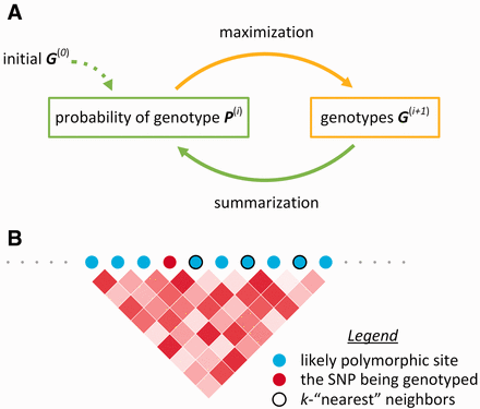 Reveel概述。（A） Reveel使用总结-最大化迭代方法推断基因型。在每次迭代中，我们首先将摘要步骤应用于每个SNP，然后将最大化应用于每个SNP。摘要步骤使用基因型的当前估计值计算基因型概率，并在连锁不平衡的背景下观察到读数。最大化找到在摘要步骤中获得的基因型概率最大化的基因型。然后在下一个汇总步骤中，使用这些基因型来细化基因型概率。我们迭代这两个步骤直到收敛。（B） Reveel的潜在网络由一组可能的多态位点和它们之间的连锁不平衡组成。对于每个多态位点，我们根据连锁不平衡选择其k-“最近”邻位点，以便于在目标位点进行基因型调用