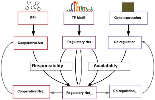 The PANDA algorithm takes as input protein–protein interaction data, a transcription factor–gene interaction network prior and gene expression data. Three networks representing inferred TF–TF co-operativity, TF–gene regulatory processes and gene co-regulation are then iteratively updated using message passing until the model converges