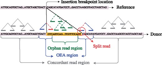 Classification of donor sequence regions in terms of read mappings. Concordant read: both ends map in correct orientation and within expected insert size. OEA read: one-end anchored, only one end maps to the reference. Split read is an OEA read whose unmapped end crosses the breakpoint and generates split mapping. Orphan read: none of the ends map to the reference