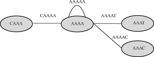Types of edges in a de Bruijn Graph. The nodes are 4-mers and edges are 5-mers. For node AAAA, CAAAA is a left edge and AAAAT, AAAAC are right edges. We introduced another edge AAAAA in order to show a duplex edge. All the nodes/edges are canonicalized and the graph is bi-directional