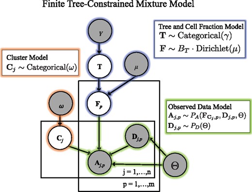 Generative model for variant allele counts A from DNA sequencing data of a tumor. A latent (unobserved) clone tree T generates m samples, each consisting of mixtures of cells with different mutations. Each mutation is assigned to a cluster Cj. A cluster i of mutations occur in fraction Fi,p of cells in sample p. Variant read counts A are generated for each mutation with a binomial likelihood model, given an observed total read counts D