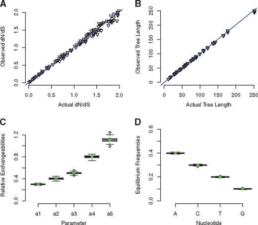 (A) Actual versus observed values of the dN/dS ratio. As expected, at lower (more realistic) values, correlation is extremely tight, while the relationship is noisier at higher values of dN/dS. Tests were carried out with a GY94-style matrix, a 50 species tree and 150 codons. (B) Actual versus observed total branch length of trees input into COMPASS. COMPASS very accurately simulates the total tree length. Sequences were evolved under a GTR model with 1000 sites. (C) Observed relative exchangeabilities for 130 sequences with 1000 sites under a GTR model (the sixth exchangeability was set to 1 and used to benchmark the others). Squares in centre of boxes represent actual values. 100 replicates were carried out. (D) Observed equilibrium frequencies for 130 sequences with 1000 sites, evolved under a GTR model. Squares in centre of boxes represent actual values. 100 replicates were carried out