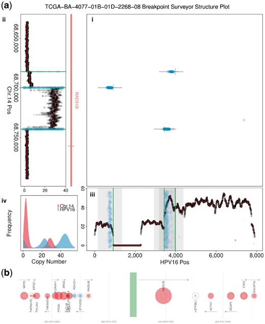BPS plots illustrating HPV16 virus integration in a head and neck cancer sample. (a) Structure plot consists of four panels (see also Supplementary Fig. S2): (i) Breakpoint positions from three different methods, with X, Y coordinates given by the virus and human chromosome positions of the breakpoint, respectively. (ii, iii) Copy number near the integration event along the virus and human chromosome, aligned to match the axes of the breakpoint panel. Genes and exons near the integration event provide context. Here, integration occurs in an intronic section of gene RAD51B and copy number changes are coincident with breakpoints. (iv) Distribution of copy number for the virus and human chromosome. (b) Relative gene expression near integration event is indicated by circle size (see key in Supplementary Fig. S3), with gene position, size, orientation and name shown. Large red circles correspond to significantly upregulated gene expression. Here, expression of RAD51B exons downstream of integration event is significantly upregulated