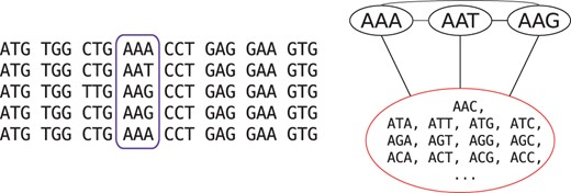 Example of state aggregation for one position (highlighted in purple) in a codon alignment