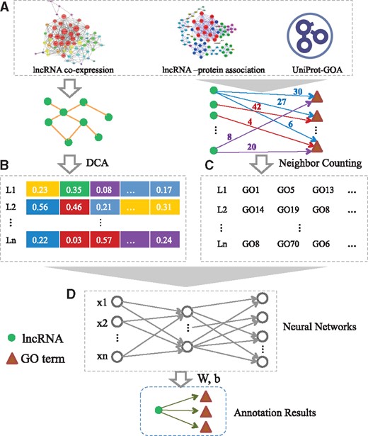 Flowchart of NeuraNetL2GO. It includes four steps: (A) Construct the lncRNA similarity network. (B) Extract topological features in the network with the DCA approach. (C) Build the training dataset by employing the Neighbor Counting method. (D) Training the multi-layer neural networks