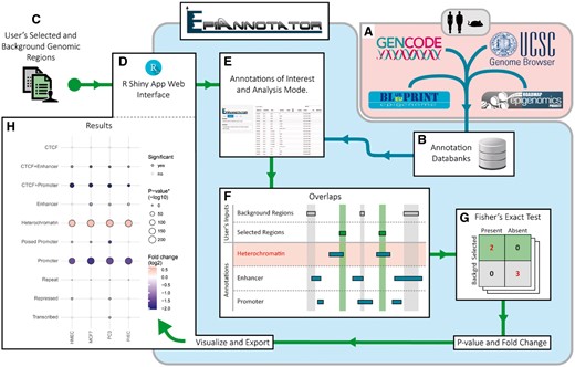 EpiAnnotator workflow example for an enrichment analysis performed with user’s selected and background genomic regions and annotations from EpiAnnotator’s databanks