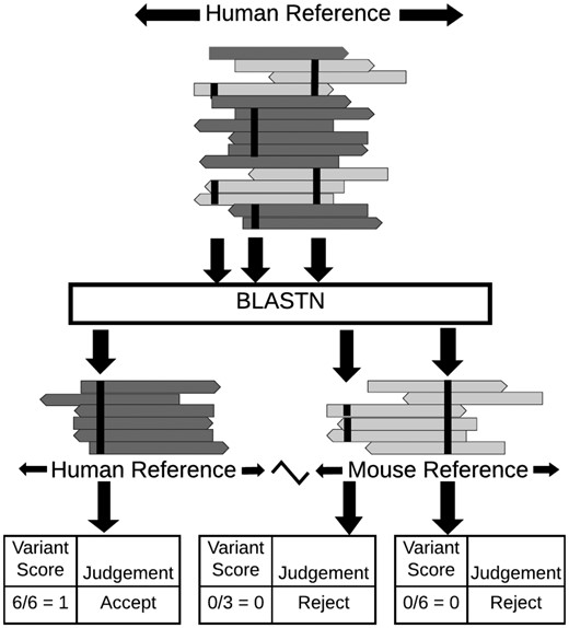 Illustration of MAPEX applied to a PDX sample. MAPEX begins with variants called from tumor reads aligned to the human genome. For each variant, the supporting reads are BLASTed against the combined human and mouse reference genomes. Variants are then scored by the fraction of supporting reads that align to the called site of the variant in the human genome