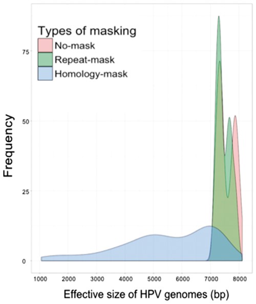 Distribution of HPV effective genome sizes among original HPV genomes, and HPV genomes in repeat-mask, and homology-mask databases. For our mask strategies, the length of HPV genomes was not changed and we called non-N sequences of HPV genome as the effective genome. In sum, the HPV effective genome length ranged from 7100–8104 bp for original genomes, 7100–7995 bp for repeat-mask genomes and 1061–7698 bp for homology-mask genomes
