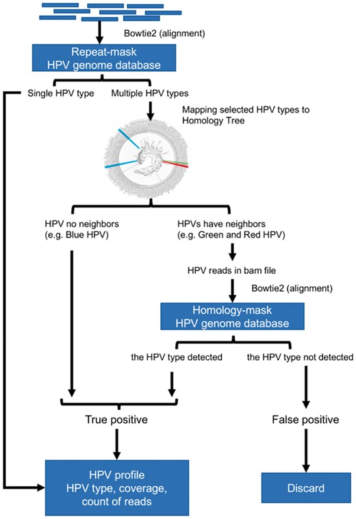 The workflow of hybrid-mode of HPViewer. The hybrid mode of HPViewer is a combination of repeat-mask database and homology-mask database through the homology distance matrix. The input is trimmed fastq file and the output is a table containing HPV types and abundance
