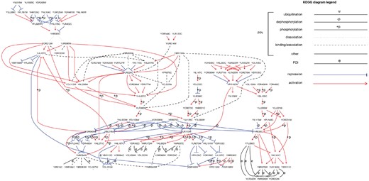The yeast signaling pathways from KEGG in one network depicting the organization of different types of physical interactions with their respective experimentally derived signs (activation/repression) and directions