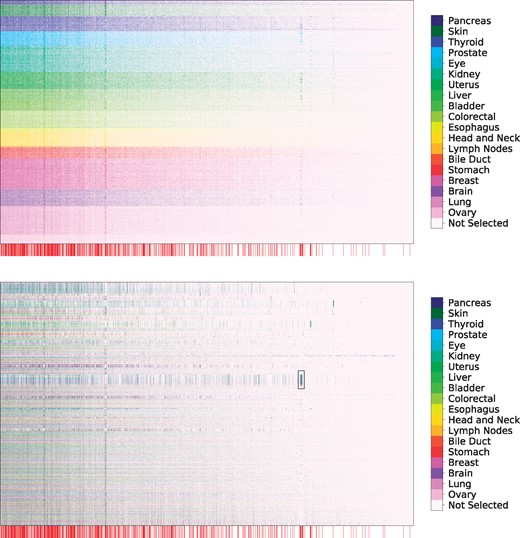 Selection of genetic markers as predictive of case/control status from a pan-cancer dataset. The horizontal axis denotes genes while the vertical axis indexes samples. Selected variables in each row are colored by the primary tumor site of the sample, with unselected variables colored white. We observe consistent selection of a number of common oncogenes throughout all cancer types along with the sparse selection of a small number of oncogenes specific to each cancer type. Genes annotated as oncogenes in the COSMIC census are marked by a red line along the horizontal axis (zoom in for more detail as these lines may be difficult to differentiate on some screens). (Top) Rows ordered by primary tissue site, (Bottom) Rows clustered according to personalized variable selection. The boxed region is analyzed in Section 6.4