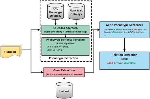 The overview of our gene–phenotype relationships extraction pipeline