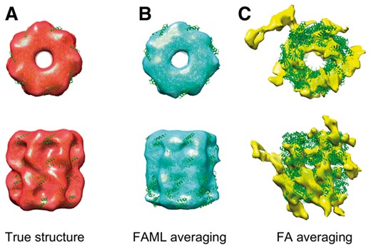 Averaging of low SNR simulation GroEL subtomograms: (A) Isosurface of true GroEL structure (PDB ID: 1KP8, filtered at 0.6 nm resolution) with fitted atomic model. (B) FAML subtomogram average with fitted atomic model (r = 0.77). (C) FA subtomogram average with fitted atomic model (r = 0.19)