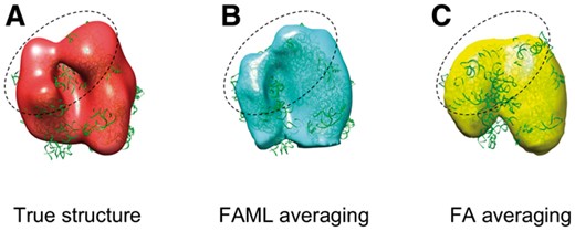 Averaging of experimental ribosome subtomograms (circled regions show that FAML recovers more structural details): (A) Isosurface of true ribosome structure (PDB ID: 5T2C, filtered at 10 nm resolution) with fitted atomic model. (B) FAML subtomogram average with fitted atomic model (r = 0.61). (C) FA subtomogram average with fitted atomic model (r = 0.66)