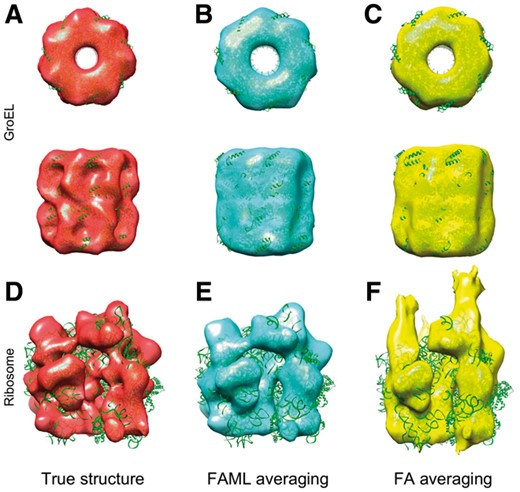 Classification and averaging of simulated GroEL and ribosome subtomograms: (A) Isosurface of true GroEL structure (PDB ID: 1KP8, filtered at 0.6 nm). (B) FAML average of GroEL subtomogram (r = 0.88). (C) FA average of GroEL subtomogram (r = 0.84). (D) True ribosome structure (PDB ID: 4V4A, filtered at 0.6 nm). (E) FAML average of ribosome subtomogram (r = 0.85). (F) FA average of ribosome subtomogram (r = 0.75)