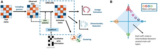 (A) The primary input for UNCURL is the highly sampled single cell sequenced data and optionally any prior information that is known about the specific dataset. UNCURL then converts the observed sampled data to an estimated version of the true data using a novel sampling model aware matrix factorization. This can then be used in downstream unsupervised learning tasks. (B) The convex mixture of cell states assume that all cell states lie in the convex hull spanned by a few extreme cell types