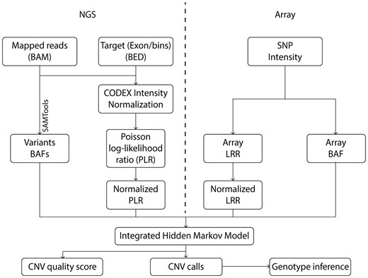 iCNV analysis pipeline including data normalization, CNV calling and genotyping using NGS and array data. For NGS data, the first step is to normalize coverage using CODEX and calculate a PLR, further converted to a normalized LRR by a z-transformation. The heterozygous single nucleotide positions are then found and BAF computed using SAMTools. For array data, we obtained lRRs and BAF from raw SNP intensity data and then normalized the LRRs. The integrated HMM takes these inputs and generates integrated CNV calls with quality scores. Finally, genotypes are inferred for each CNV region