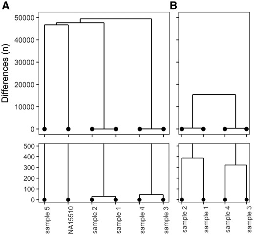 Concordance between samples. Comparative trees showing (A) The number of different genotype calls between the samples based on the sequencing data. (B) the number of different genotype calls based on Illumina HumanExome v12 SNP-arrays. In the bottom panels, the trees are zoomed in to 0–500 genotype differences