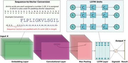The proposed DNN uses Conv and LSTM layers. Peptide sequences are encoded into uniform numerical vectors of length 200. These vectors (X) are fed to an embedding layer of length 128, followed by a convolutional layer comprised of 64 filters. Each of these filters undergoes a 1D convolution and is downsampled via a maximal pooling layer of size 5. Next, an LSTM layer with 100 units allows the DNN to remember or ignore old information passed along the horizontal dotted arrows extending from each Xi input. The final output from the DNN is passed through a sigmoid function so that predictions (Y) are scaled between 0 and 1