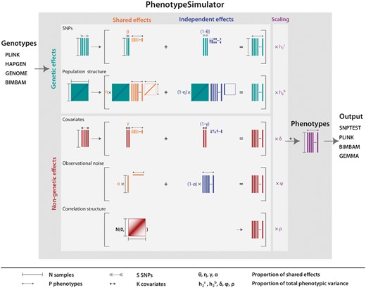 Phenotype simulation scheme. PhenotypeSimulator takes genotypes from a number of different input formats and uses these as the basis for the simulation of the genetic effects. In addition to the genetic effects, non-genetic covariates, observational noise and non-genetic correlation structure can be simulated. The effect structure of the upper four components can be divided into a shared effect across traits or an independent effect for a number of traits, allowing for complex phenotype structures such as the simulation of pleiotropy. Before combining the phenotype components, they are scaled to a user-defined proportion of the total phenotypic variance. Finally, the simulated phenotype and its components can be saved into a number of different genetic output formats. Arrows, lines and rectangles mark the dimensions of each component