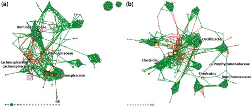 Bacterial co-occurrence networks, built and visualized with our PluMA pipeline, using mouse gut microbiome data (a) before and (b) after obesity. Nodes with the highest centrality have been circled and labeled. Boxes indicate highly-abundant OTUs from the Porphyromonadaceae family. Preliminary results show more abundant Porphyromonadaceae OTUs in the post-obesity samples that negatively correlate with many other OTUs, and more significant roles played by Ruminococcaceae and Lachnospiraceae families in the early samples (Color version of this figure is available at Bioinformatics online.)