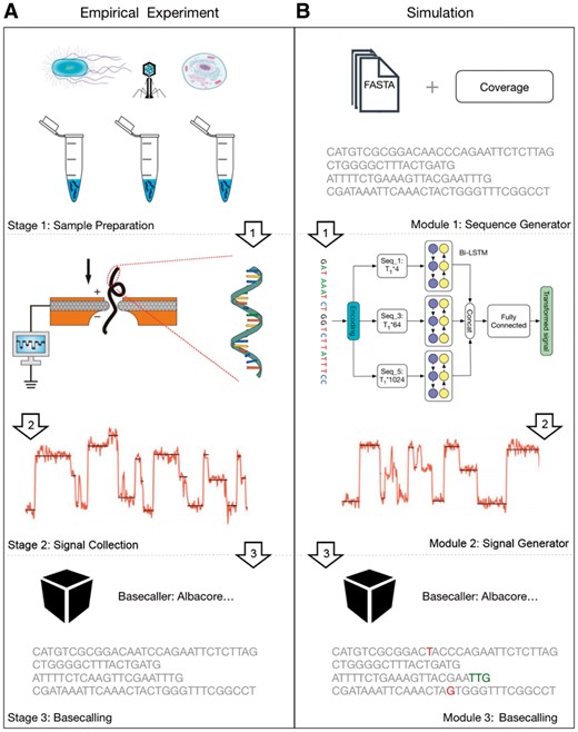 (A) The Nanopore sequencing procedure. (B) The main workflow of DeepSimulator. It simulates the entire pipeline of the empirical Nanopore sequencing experiment, producing both the simulated signals and the final simulated reads. In addition, DeepSimulator is highly modularized, which means it can be customized and updated easily to keep up with the development pace of the Nanopore sequencing technologies. Unlike the real data, the ground truth and the annotation of the simulated reads are easy to acquire. In the simulated reads on the bottom of the figure, the red colored bases are the mismatches. The green colored bases indicate that there are indel (insertion and deletion) before them