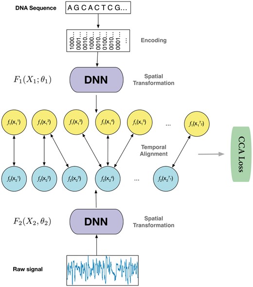 Illustration of the deep canonical time warping (DCTW) architecture with two deep neural networks (DNNs), one for the input nucleotide sequence (here we use one-hot encoding for each nucleotide and thus the feature dimension is four) and the other for the observed electrical current measurements (denoted as raw signals with feature dimension one). We train this model in an end-to-end manner, which first performs a spatial transformation that efficiently reduces the input data samples to the same feature dimension, followed by a temporal alignment that effectively maps the samples of each input sequence to a common temporal scale. The objective function of the model is to make the transformed input data samples to be maximally correlated under the canonical correlation analysis (CCA) loss