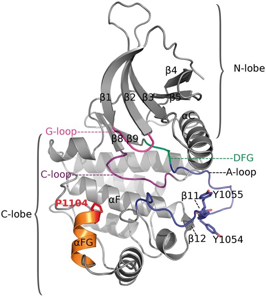 3D-structure of the kinase domain of Tyk2. Ribbon model representation, rendered using coordinates from a known crystal structure [PDB entry code: 4GVJ (Liang et al., 2013)]. β-Strands and α-helices are shown as arrows and ribbons, respectively. Various structural elements and regions corresponding to characteristic features of JAK kinases are shown in color and indicated. Proline 1104 and important for activation tyrosine residues discussed in the text are labeled and shown as stick models