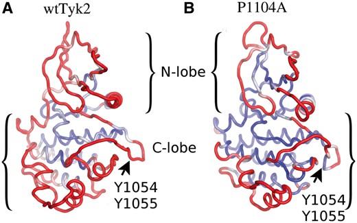B-factor-based color illustrations of ribbon models of the average MD structures of wtTyk2 (A) and P1104A (B), obtained from their corresponding concatenated MD trajectories. The color scaling according to backbone B-factor values (see Section 2) is from blue to red, for small (=low mean fluctuations; ≤0.6 Å) to large B-factor values (=high mean fluctuations; ≥1.3 Å), respectively. The orientation of the models is as in Figure 1, for comparisons