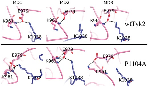 The ‘molecular break’ region. Final models obtained from the corresponding MD simulations of wtTyk2 (upper panel) and P1104A (lower panel), focused on the region corresponding to the ‘molecular break’ (see text). The corresponding Tyk2 residues are labeled and shown as stick models. Hydrogen-bonds are shown with broken lines