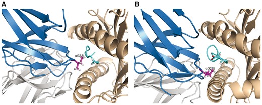Differential effects of G28I to (A) AAG-binding and (B) ELA-binding revealed in iCFN structural models. TCR DMF5 α and β chains are shown in blue and gray cartoons, MHC Class I protein HLA-A2 in wheat cartoon, AAG/ELA peptide in cyan cartoon with N-terminal alanine/glutamate in sticks, and substitution I28 in purple sticks, respectively