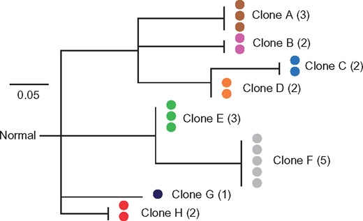 An example cell phylogeny used in computer simulations. In this phylogeny, there are eight distinct clones (A–H), each represented by 1–5 cells. This phylogeny was used to generate one dataset by Ross and Markowetz (2016) simulator