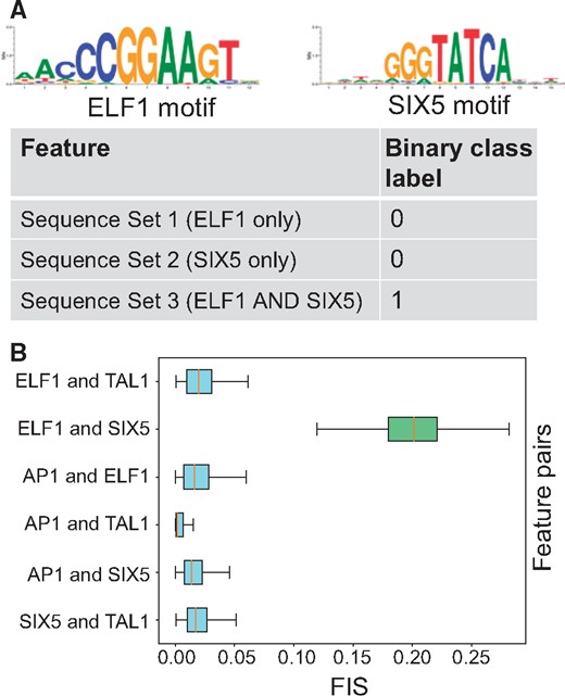 (A) Simulated dataset: Sequences in the positive class contain both ELF1 and SIX5 motif instances. (B) Distribution of feature interaction scores (FIS) for different motif pairs. Pairs of ELF1 and SIX5 motifs are the only pair with high FIS