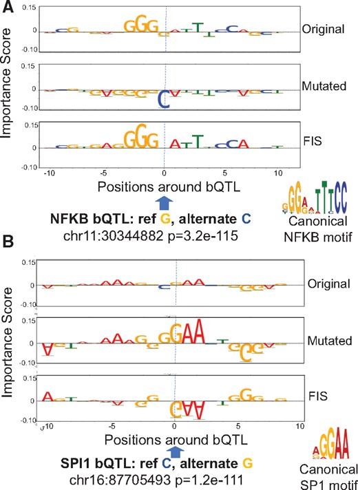 Examples of an NFKB bQTL (A) and a SPI bQTL (B) exhibiting strong interactions (FIS) with nucleotides in overlapping motif instances. Top and second row in both panels are the feature importance scores of each nucleotide around the bQTL for the reference and alternate allele respectively. The third row in both panels is the feature interaction score (FIS) indicating the change in importance when the reference allele is mutated to the alternate allele. For both bQTLs shown, the G allele is predicted to favor binding (positive importance scores of nucleotides in overlapping motif instance). The G allele is also the measured stronger binding allele
