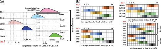(a) Feature input generation for a gene in a cell-type and (b) Raw input feature variations to DeepDiff model for differential expression: difference and concatenated HM signals of both cell-types