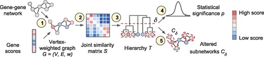 Overview of the Hierarchical HotNet method. (1) A biological interaction network and gene scores are paired to form a vertex-weighted graph G=(V,E,w). (2) A joint similarity matrix S is derived from both network topology and vertex weights using a random walk-based approach. (3) A dendrogram T of vertex sets is constructed from S using asymmetric hierarchical clustering. (4) The statistical significance p of T is evaluated (test statistic and null model for G not shown). (5) Representative altered subnetworks Cδ are provided from the dendrogram T