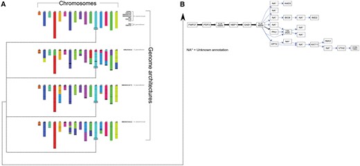 Genome-wide and sub-region-specific quiver decomposition for 12 Saccharomyces assemblies. Panel (A) shows that the decomposition of the canonical quiver results in five unique genome architectures. The first genome architecture (top-most set of chromosomes) is the most common and is largely similar to the commonly used reference genome for S.cerevisiae, S288C. The remaining three are much more diverse containing several translocation and inversions across the 16 chromosomes in the genome. Panel (B) shows a sub-region in the canonical quiver corresponding to the right sub-telomere region of chromosome XII. Black edges correspond to paths containing the reference, S288C, and blue otherwise. Note the additional structural variants present in several genomes which are absent in the reference
