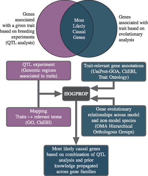 Conceptual overview of QTLSearch—to identify the most likely causal genes, by identifying the intersection of genes associated with a given trait based on an evolutionary analysis and QTL analyses
