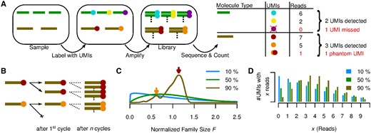 (A) The relevant steps of library preparation when the UMI method is used. The sample initially contains three copies of molecule  and two copies of , which are made unique by labelling with UMIs (). Each of those molecules is expanded into a molecular family during amplification, and a random selection of molecules from these families is sequenced. Counting unique UMIs then counts unique molecules, unless UMIs have read-count zero () or phantom UMIs are produced (). (B) PCR as a Galton-Watson branching process. Molecule  failed to be copied during the first PCR cycle and the final family size is thus reduced compared with . (C) Normalized family size distribution for efficiency 10, 50 and 90%. The arrows mark the most likely normalized family sizes for the two molecules from (B), assuming a reaction efficiency of 90%, and taking their distinct fates during the first PCR cycle into account. (D) Distribution of reads per UMI for efficiency 10, 50 and 90% assuming D=4 Reads per UMI on average