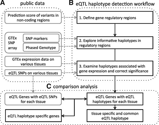Overview of the proposed eQTL haplotype detection approach. (A) The public data used for the eQTL haplotype detection workflow. (B) The workflow of the proposed approach in Section 2.1. (C) The comparison analysis performed of the eQTL haplotypes as described in Section 2.2