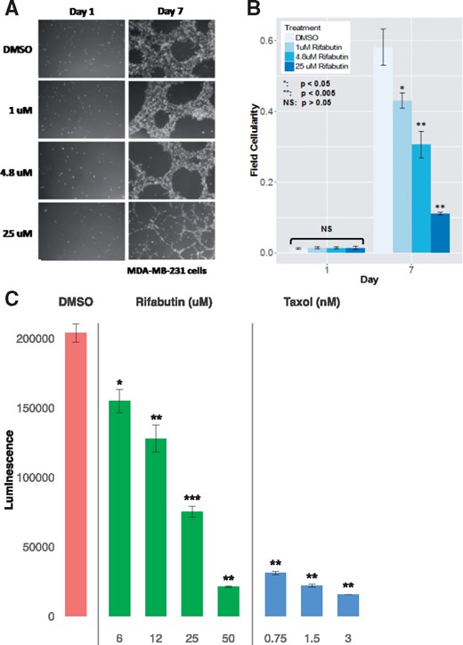 Rifabutin dose-dependently inhibits growth of TNBC cells in 3D culture. (A) MDA-MB-231 cells were grown in 3D MatrigelTM and treated every 24–48 h with DMSO or 1, 4.8 or 25 μM rifabutin. Representative fields (5×) shown. (B). At least four fields each from at least three independent experiments were used for statistical analysis. Error bars represent standard error. Statistical significance of the difference in proportion of a field containing cells (field cellularity) between DMSO- and rifabutin-treated cells was tested using a one-tailed student’s t-test. (C). Viability of rifabutin and taxol-treated MDA-MB-231 cells grown in 3D Matrigel and treated every 48 h with media containing 0.4% DMSO, rifabutin or taxol. Luminescence was assayed using CellTiter-Glo 3D (Promega). Error bars represent standard error of the mean (SEM) from three independent experiments. One-sided student’s t-test comparing treatment to DMSO: *P < 0.05; **P < 0.005; ***P < 0.0005