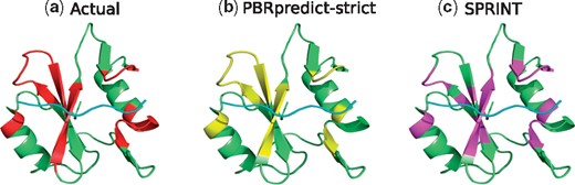 (a) Peptide-binding residues (red) of the SH2 domain (green), bound to a peptide (cyan) in PDB 2CIA. The prediction outputs of PBRpredict-strict (yellow) and SPRINT (magenta) are shown in (b) and (c), respectively (Color version of this figure is available at Bioinformatics online.)