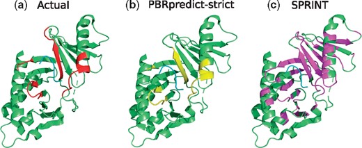 (a) Peptide-binding residues (red) of the Polo-Box domain (green), bound to a peptide (cyan) in PDB 4LKL. The prediction outputs of PBRpredict-strict (yellow) and SPRINT (magenta) are shown in (b) and (c), respectively (Color version of this figure is available at Bioinformatics online.)