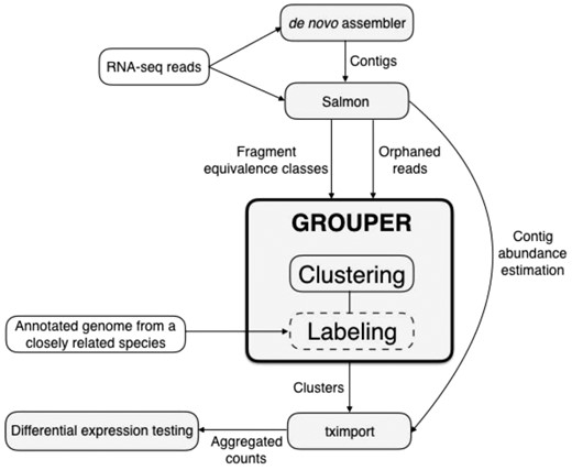 Grouper pipeline: Grouper consists of two modules with different modules, Clustering and Labeling. The goal of Clustering is to put contigs from a de novo assembly into groups that represent individual genes. The labeling module assigns a label to each of these clusters using annotated genomes from closely related species. Hence, the labeling step is optional. Grouper needs equivalence classes as input, which can be generated using Salmon on the raw RNA-seq reads. Orphan reads are optionally used in the Clustering module. The output of Grouper are clusters representing a putative contig-to-gene mapping, which may be labeled using an annotated genome from a related species. Quantification estimates can then be summed to the cluster level for downstream differential expression analyses using tximport