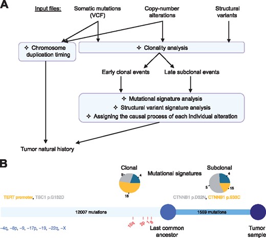 (A) Workflow of a typical analysis with Palimpsest. (B) Oncogenic timeline of a tumor representing the number of clonal/subclonal mutations, the contribution of mutational processes to each step and the timing of driver mutations (colored according to their most likely causal mutational process) and CNAs