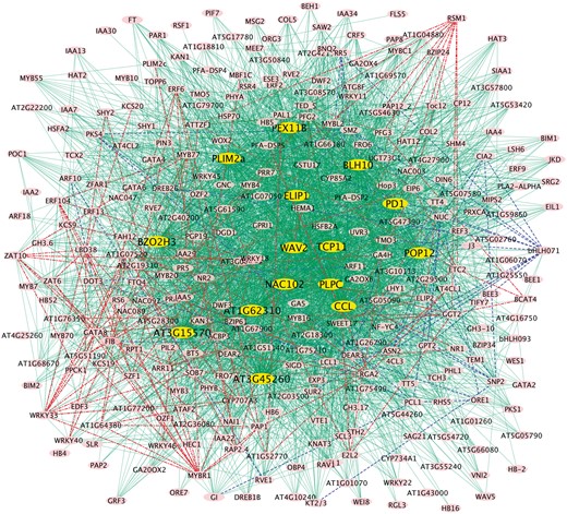 The gene regulatory networks built with JRmGRN. The blue and green edges represent the network built with the data from low red: far light regime condition while the red and green edges represent the network built with the data from high red: far light regime condition. The green edges represent common edges of the two networks (Color version of this figure is available at Bioinformatics online.)