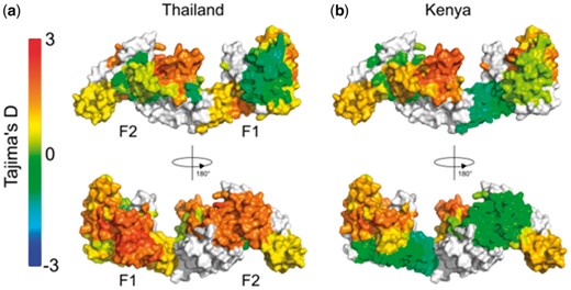 Tajima’s D calculation applied as a 3D sliding window over the protein structure of P. falciparum EBA-175 RII. The F1 and F2 domains are indicated on the monomeric structure. Nucleotide sequences were obtained from P. falciparum isolates from (a) Thailand (n = 48) and (b) Kenya (n = 39) (Verra et al., 2006). The BioStructMap Python package was used to apply Tajima’s D calculations using a 3D sliding window with a radius of 15 Å. The structural model is available via ModBase, accession number: ed998157a605f5e58ed66e198e0ae1ab. Structures were visualized with PyMOL