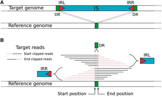 Schematic representation of an IS insertion signature. (A) Structure of the IS insert in the target genome relative to the reference genome. (B) Read alignment of the target genome that partially maps with the reference genome at the IS insertion site. The IRL, IRR and DR could be obtained from these clipped reads