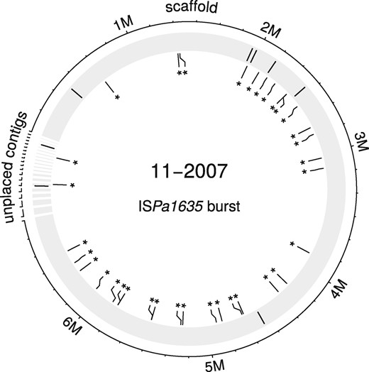 IS burst in a P. aeruginosa ST233 lineage. Initial positions of ISPa1635 in the chromosome of the early isolate 10–2007 are indicated by black lines on the shaded outer circle. New insertions of the ISPa1635 in the late isolate 11–2007 are represented by asterisks